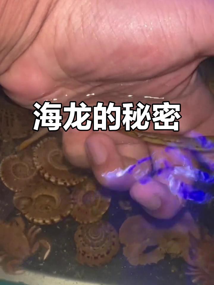 哪種龍更適合作為寵物魚？，5種超好養的水生寵物推薦瘦貓山下的山風逆襲了編輯
