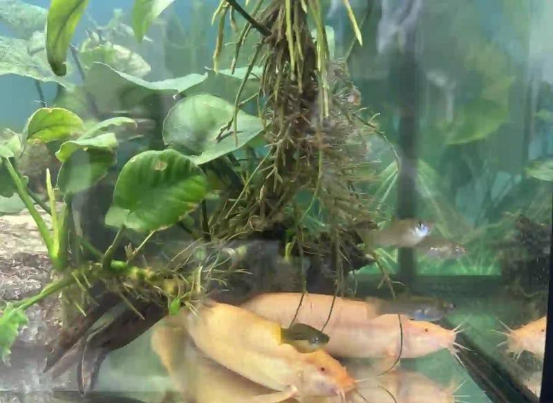 哪種龍更適合作為寵物魚？，5種超好養的水生寵物推薦瘦貓山下的山風逆襲了編輯