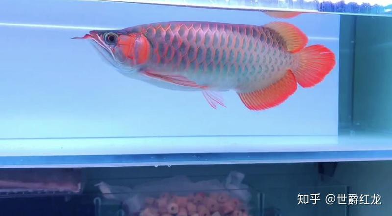 印尼小紅龍多久喂一次食物？，印尼小紅龍的喂食頻率需根據其生長階段調整