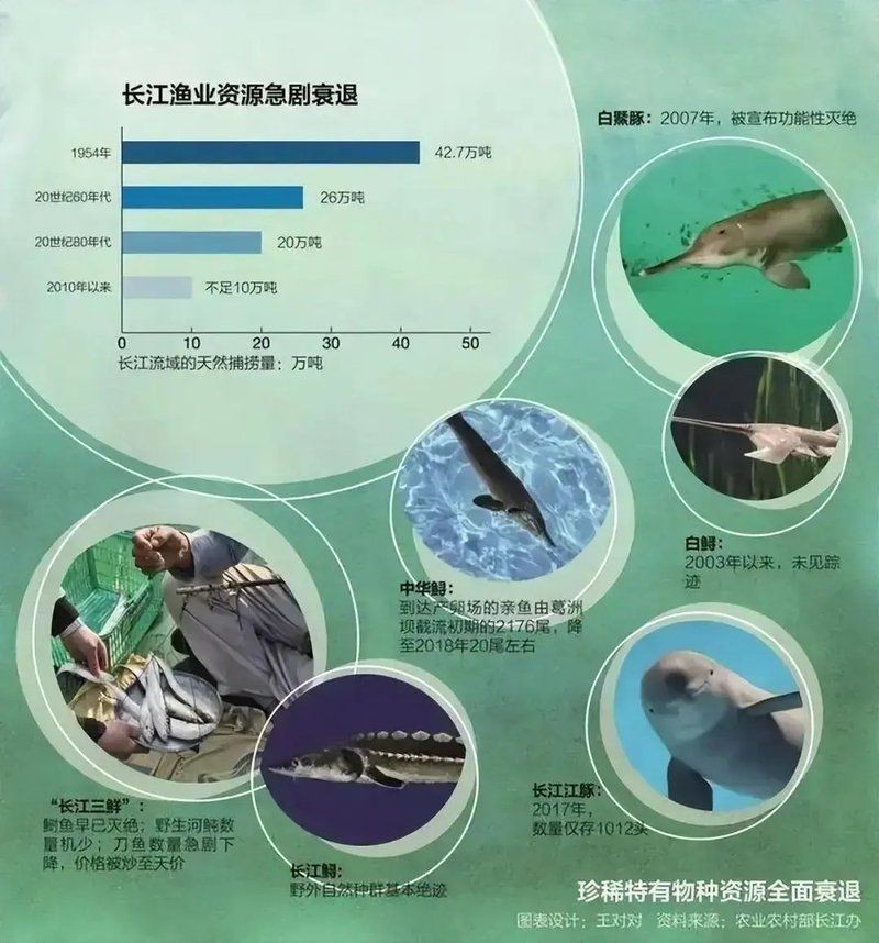 海龍魚被禁止后有何變化？，海龍魚被禁售和食用后的變化