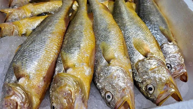 海龍魚被禁止后有何變化？，海龍魚被禁售和食用后的變化