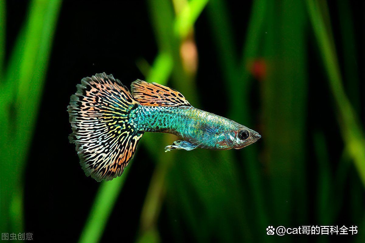 孔雀魚是陰氣最重的魚嗎，孔雀魚是“陰氣最重的魚”嗎？