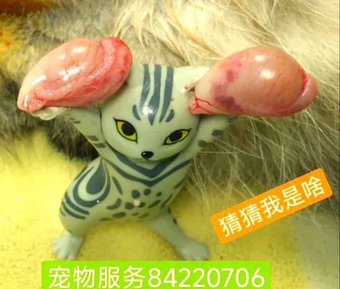 孔雀魚是陰氣最重的魚嗎，孔雀魚是“陰氣最重的魚”嗎？