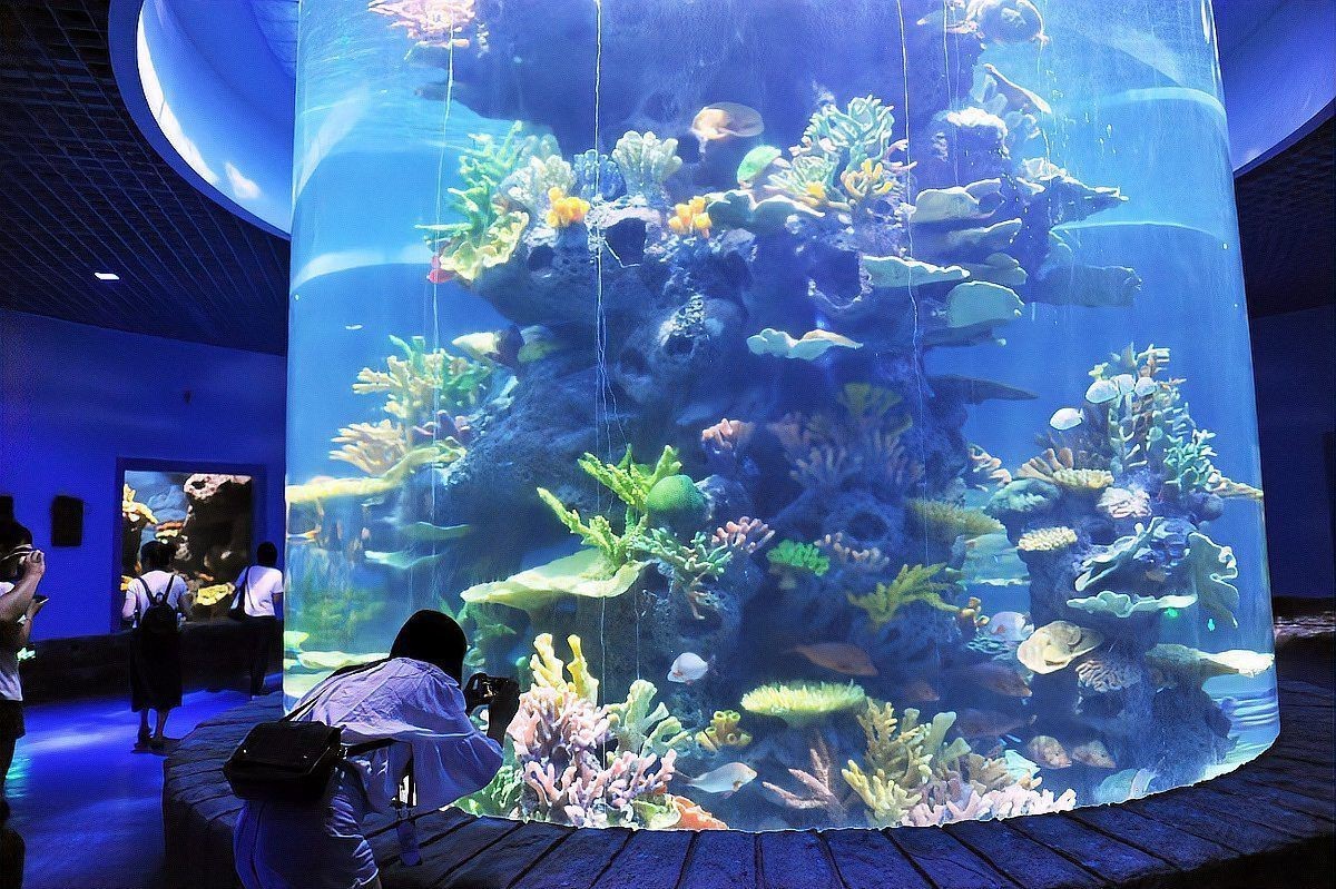 孔雀魚是陰氣最重的魚嗎，孔雀魚是“陰氣最重的魚”嗎？