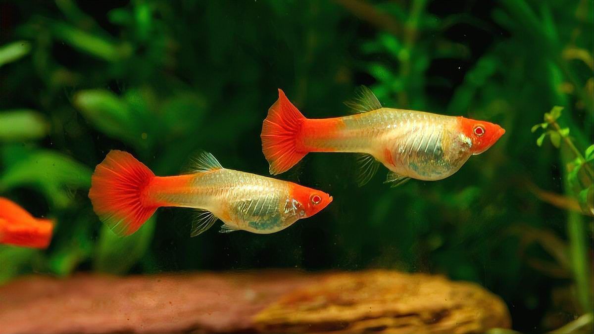 孔雀魚是陰氣最重的魚嗎，孔雀魚是“陰氣最重的魚”嗎？