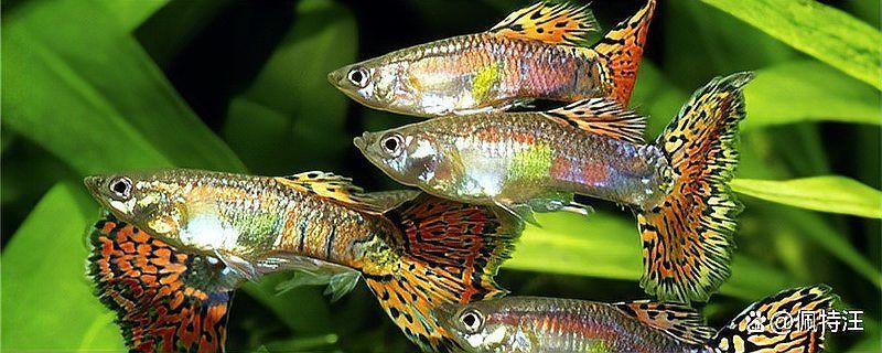 孔雀魚是陰氣最重的魚嗎，孔雀魚是“陰氣最重的魚”嗎？