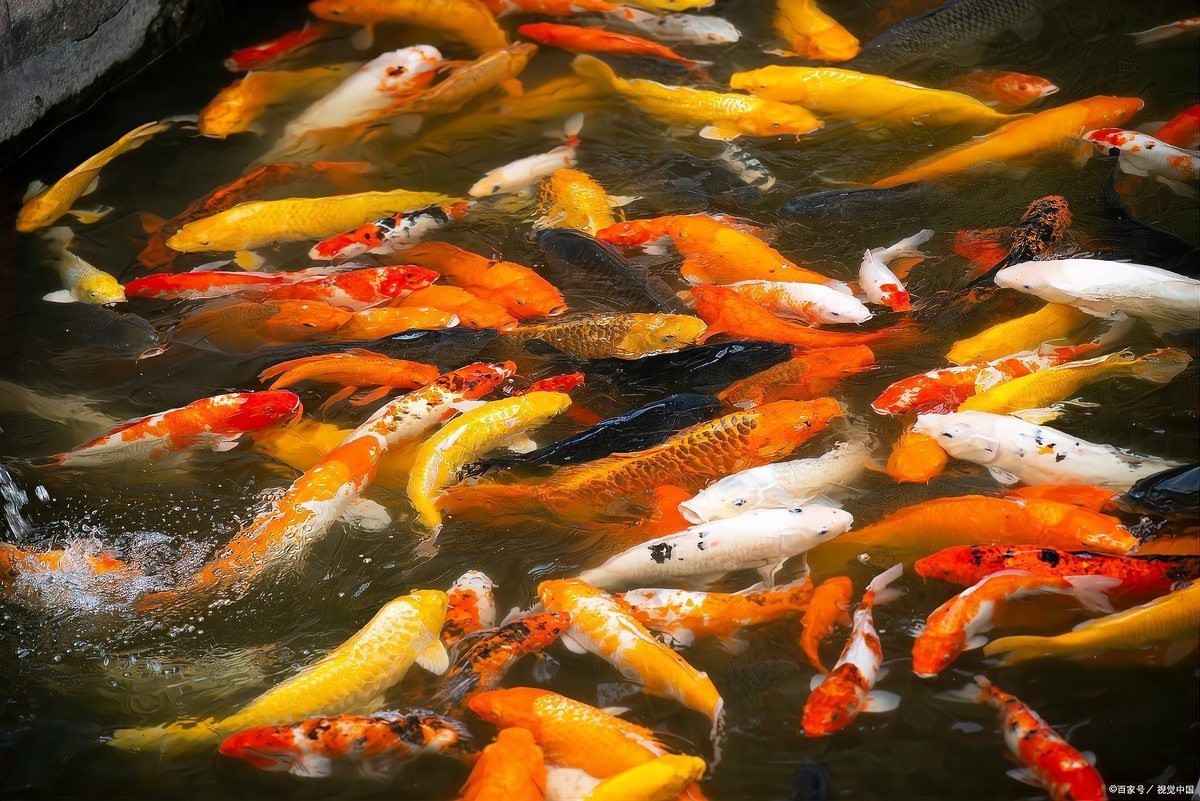 養錦鯉好還是養龍魚好，《養錦鯉好還是養龍魚好》新手養錦鯉龍魚飼養混養