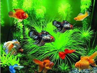 養錦鯉好還是養龍魚好，《養錦鯉好還是養龍魚好》新手養錦鯉龍魚飼養混養