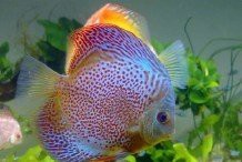 養錦鯉好還是養龍魚好，《養錦鯉好還是養龍魚好》新手養錦鯉龍魚飼養混養