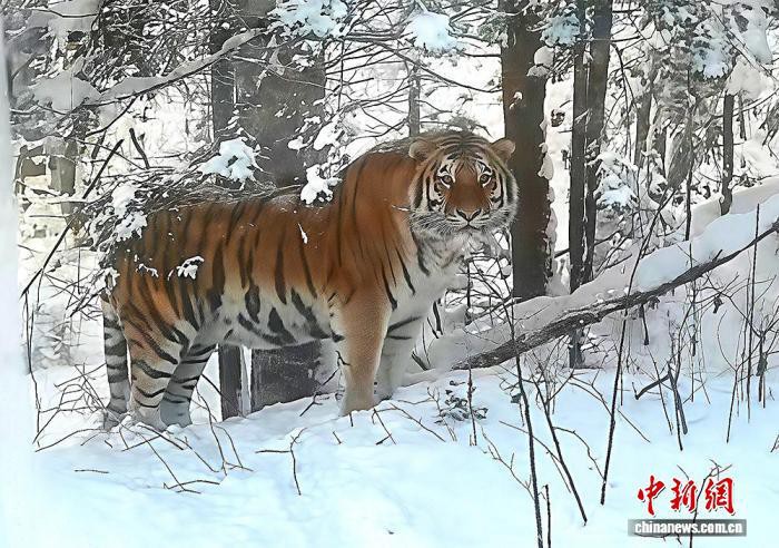 全球野生老虎數量統計，全球老虎保護現狀與未來