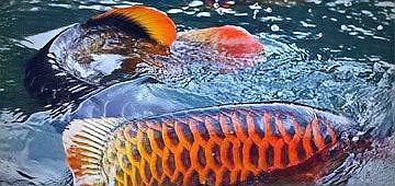 養兩條龍魚的寓意，養兩條龍魚養兩條龍魚的寓意，養兩條龍魚的寓意寓意