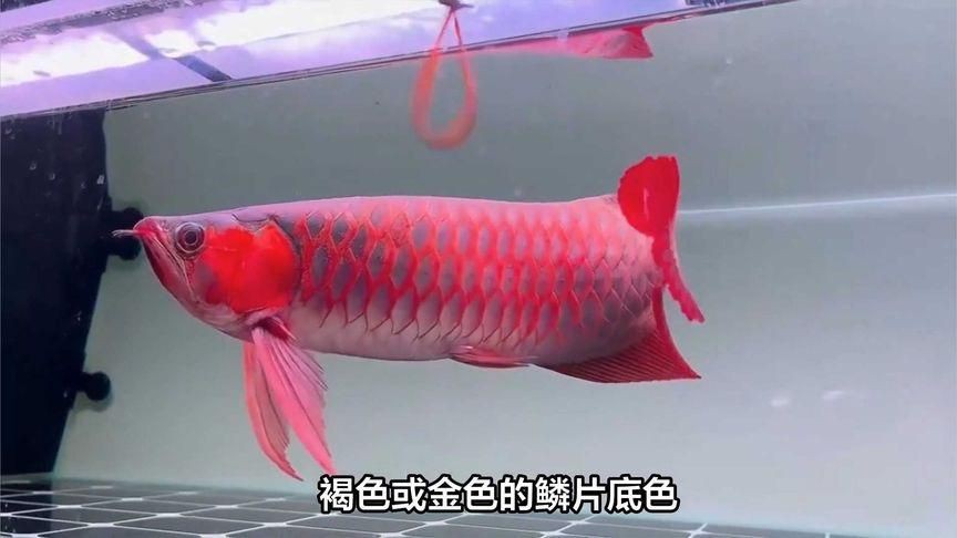 紅龍魚有幾個品種，如何區分紅龍魚品種