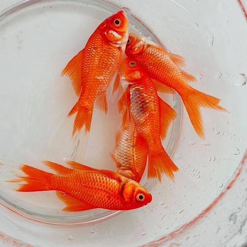 戚墅堰水族店，常州戚墅堰水族館咕嚕聞戴妞戚墅堰水族店聯系方式 戚墅堰水族店，常州戚墅堰水族館咕嚕聞戴妞戚墅堰水族店聯系方式 全國水族館企業名錄 第3張