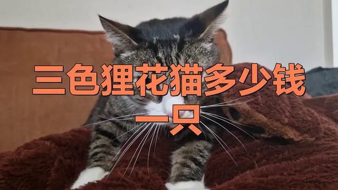 貍花貓最貴三個顏色，貍花貓一共有多少種顏色