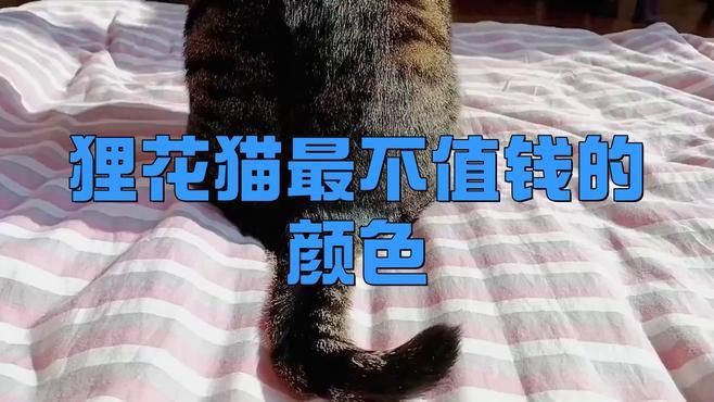 貍花貓最貴三個顏色，貍花貓一共有多少種顏色