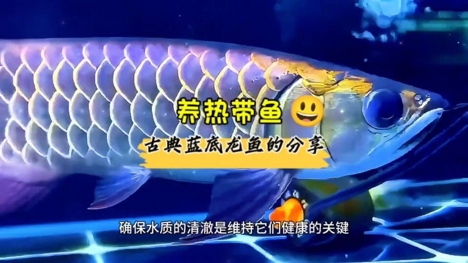 古典藍(lán)底金龍魚好養(yǎng)嗎？，古典藍(lán)底金龍魚好養(yǎng)嗎