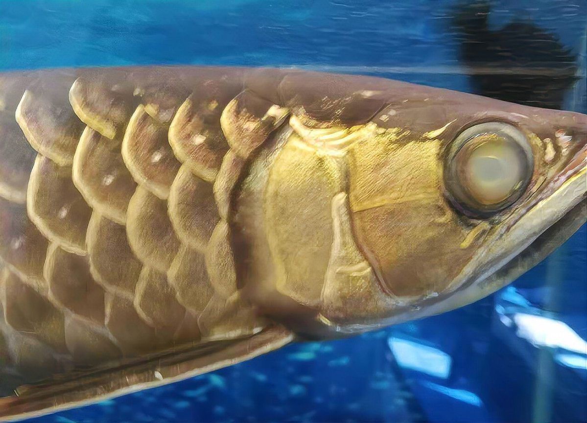 如何判斷金龍魚眼睛白膜是否嚴重？，判斷金龍魚眼睛白膜是否嚴重，可從癥狀表現(xiàn)入手，