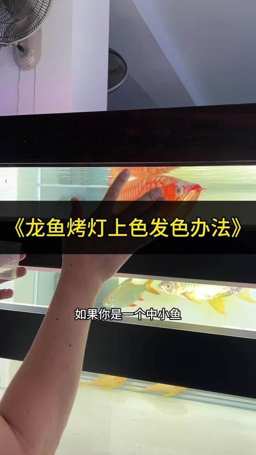 紅龍魚發色鱗框的圖解，淡水觀賞魚紅龍魚鱗框發色特征圖解及發色階段解析