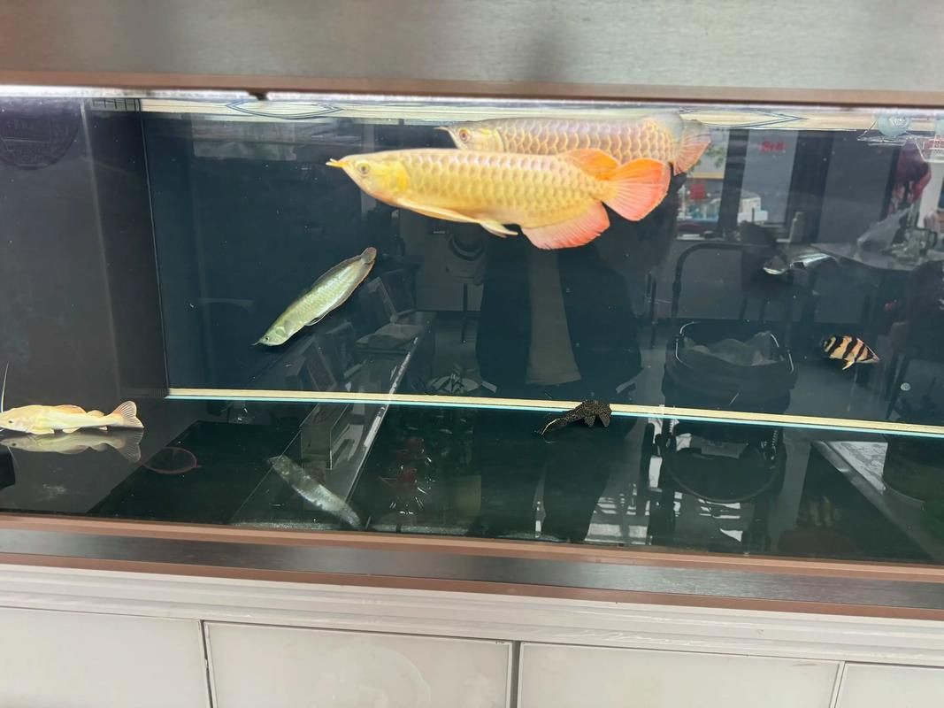 紅龍魚發色鱗框的圖解，淡水觀賞魚紅龍魚鱗框發色特征圖解及發色階段解析