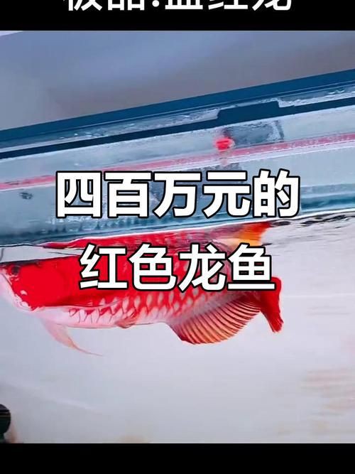 紅龍魚發色鱗框的圖解，淡水觀賞魚紅龍魚鱗框發色特征圖解及發色階段解析