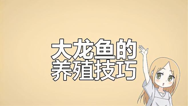50公分紅龍魚養殖注意事項，50公分紅龍魚養殖注意事項:50公分紅龍魚養殖注意事項