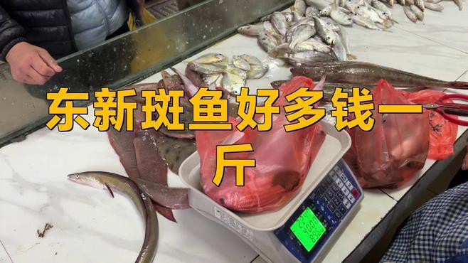 東星斑貴還是老鼠斑貴，東星斑和東星斑哪個最貴，哪種石斑魚最貴，哪種最貴