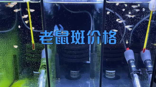 東星斑貴還是老鼠斑貴，東星斑和東星斑哪個最貴，哪種石斑魚最貴，哪種最貴