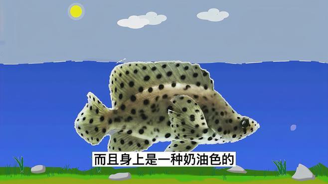東星斑貴還是老鼠斑貴，東星斑和東星斑哪個最貴，哪種石斑魚最貴，哪種最貴