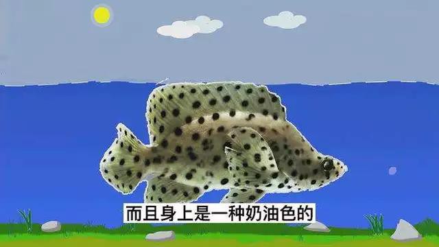 東星斑貴還是老鼠斑貴，東星斑和東星斑哪個最貴，哪種石斑魚最貴，哪種最貴