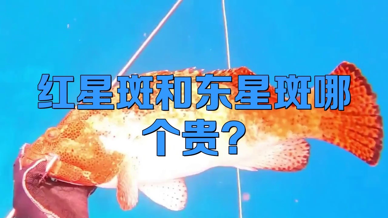 東星斑貴還是老鼠斑貴，東星斑和東星斑哪個最貴，哪種石斑魚最貴，哪種最貴