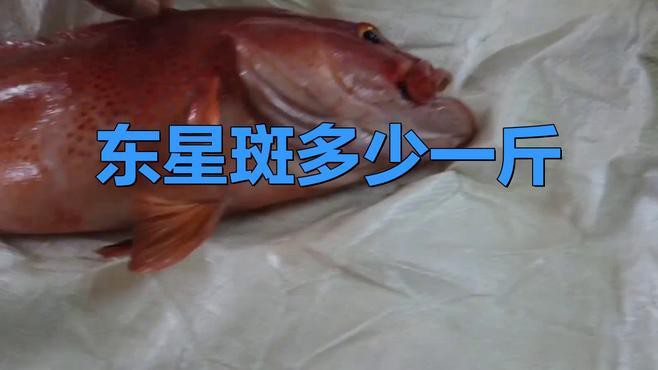 東星斑貴還是老鼠斑貴，東星斑和東星斑哪個最貴，哪種石斑魚最貴，哪種最貴