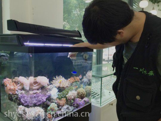 什么地方有魚缸賣，魚缸購買指南：從線上到線下到線下的全方位攻略 什么地方有魚缸賣，魚缸購買指南：從線上到線下到線下的全方位攻略 龍魚論壇 第3張