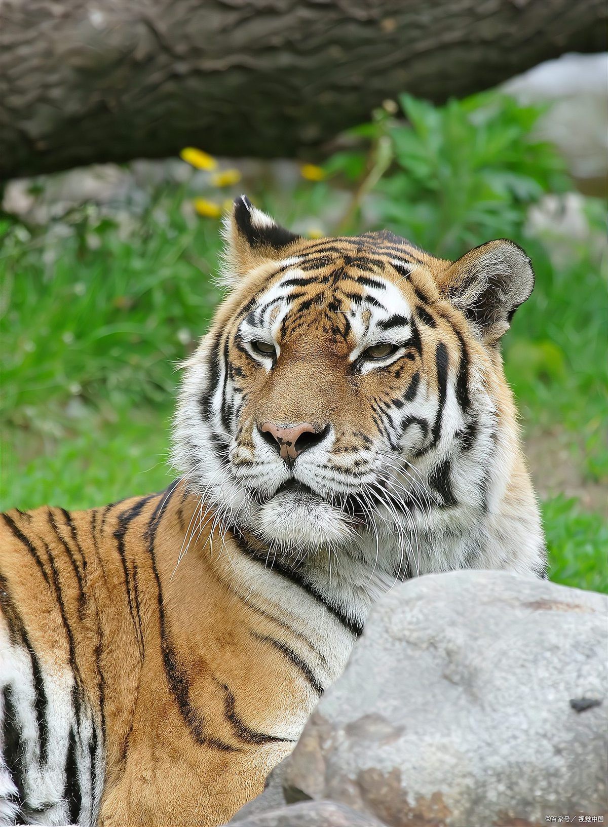 全世界一共有多少只老虎，世界自然保護聯盟的評估顯示，全球老虎數量增長40% 全世界一共有多少只老虎，世界自然保護聯盟的評估顯示，全球老虎數量增長40% 龍魚論壇 第4張