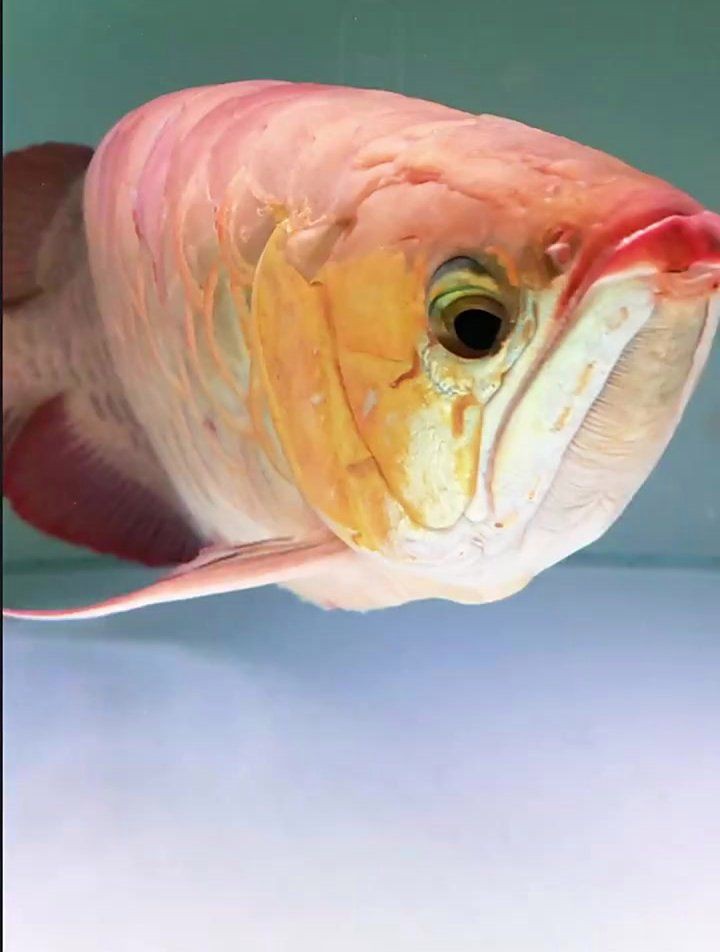 紅龍魚突眼手術風險大嗎？，廣州龍魚祥龍魚場魚眼肉手術術后有什么注意事項