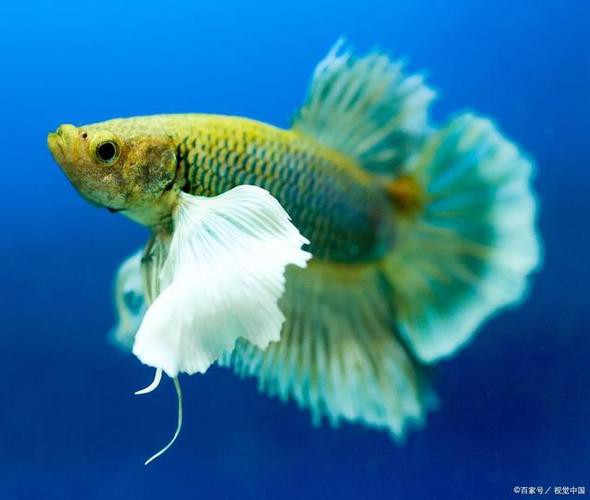 鳳尾魚圖片，鳳尾魚圖片資源豐富多樣