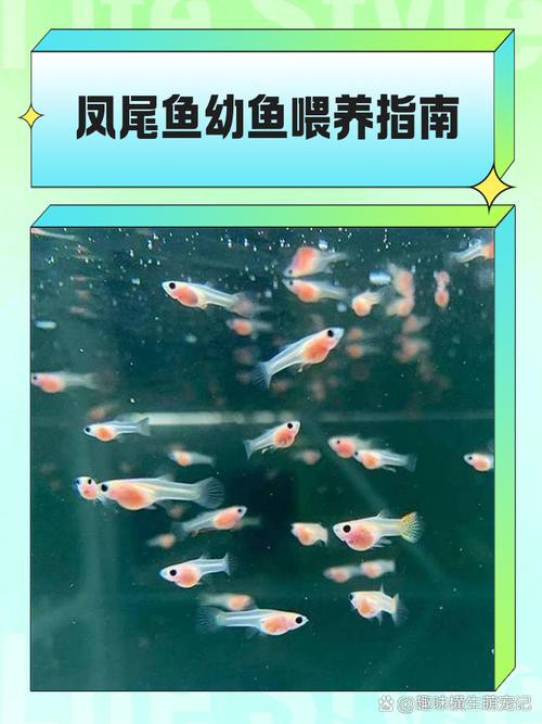鳳尾魚圖片，鳳尾魚圖片資源豐富多樣