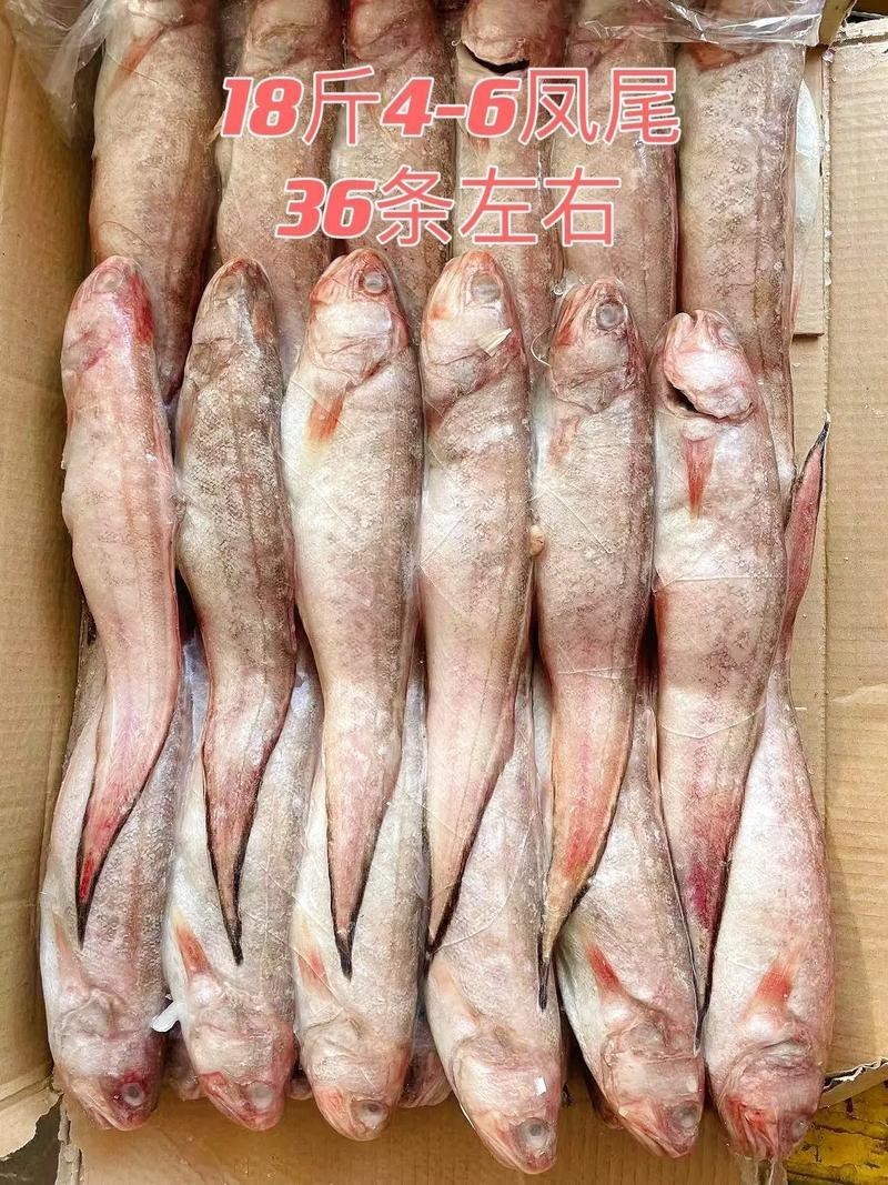 鳳尾魚圖片，鳳尾魚圖片資源豐富多樣
