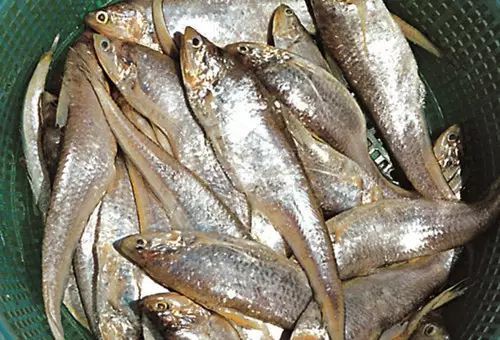 鳳尾魚圖片，鳳尾魚圖片資源豐富多樣