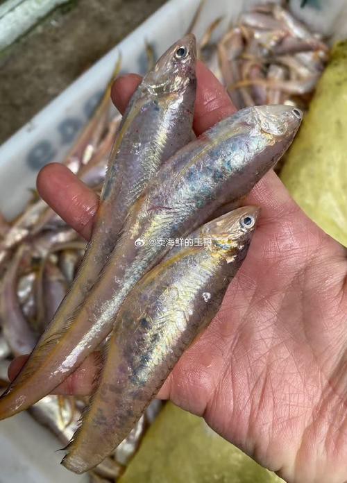 鳳尾魚圖片，鳳尾魚圖片資源豐富多樣