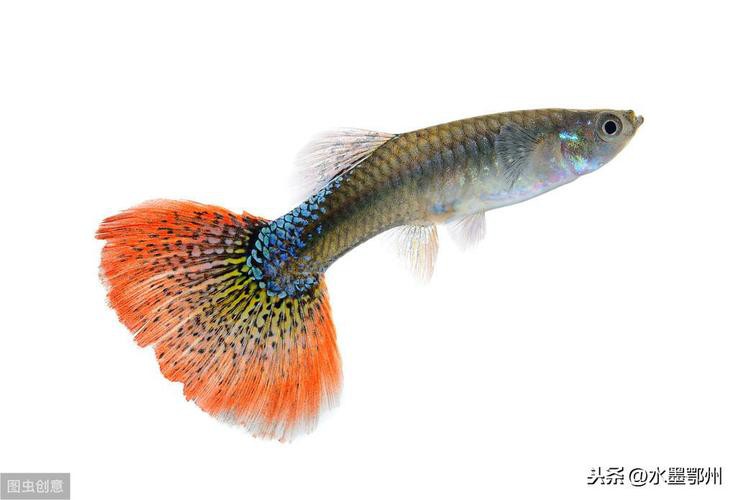 鳳尾魚圖片，鳳尾魚圖片資源豐富多樣