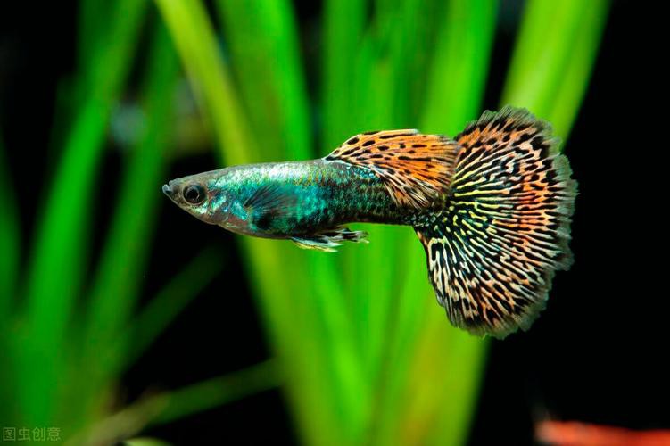 鳳尾魚圖片，鳳尾魚圖片資源豐富多樣