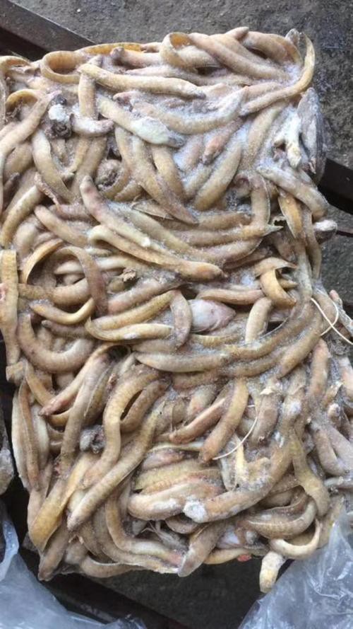 鳳尾魚圖片，鳳尾魚圖片資源豐富多樣