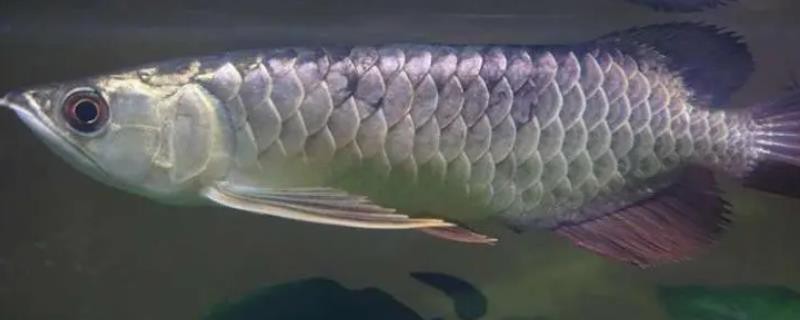 如何預防龍魚感染魚鱗充血？，如何治療龍魚的魚鱗充血？