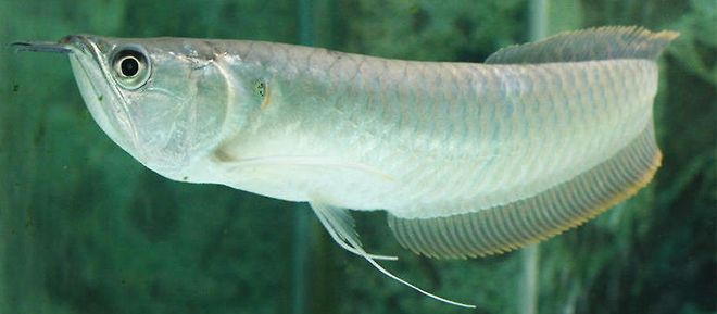 如何預防龍魚感染魚鱗充血？，如何治療龍魚的魚鱗充血？