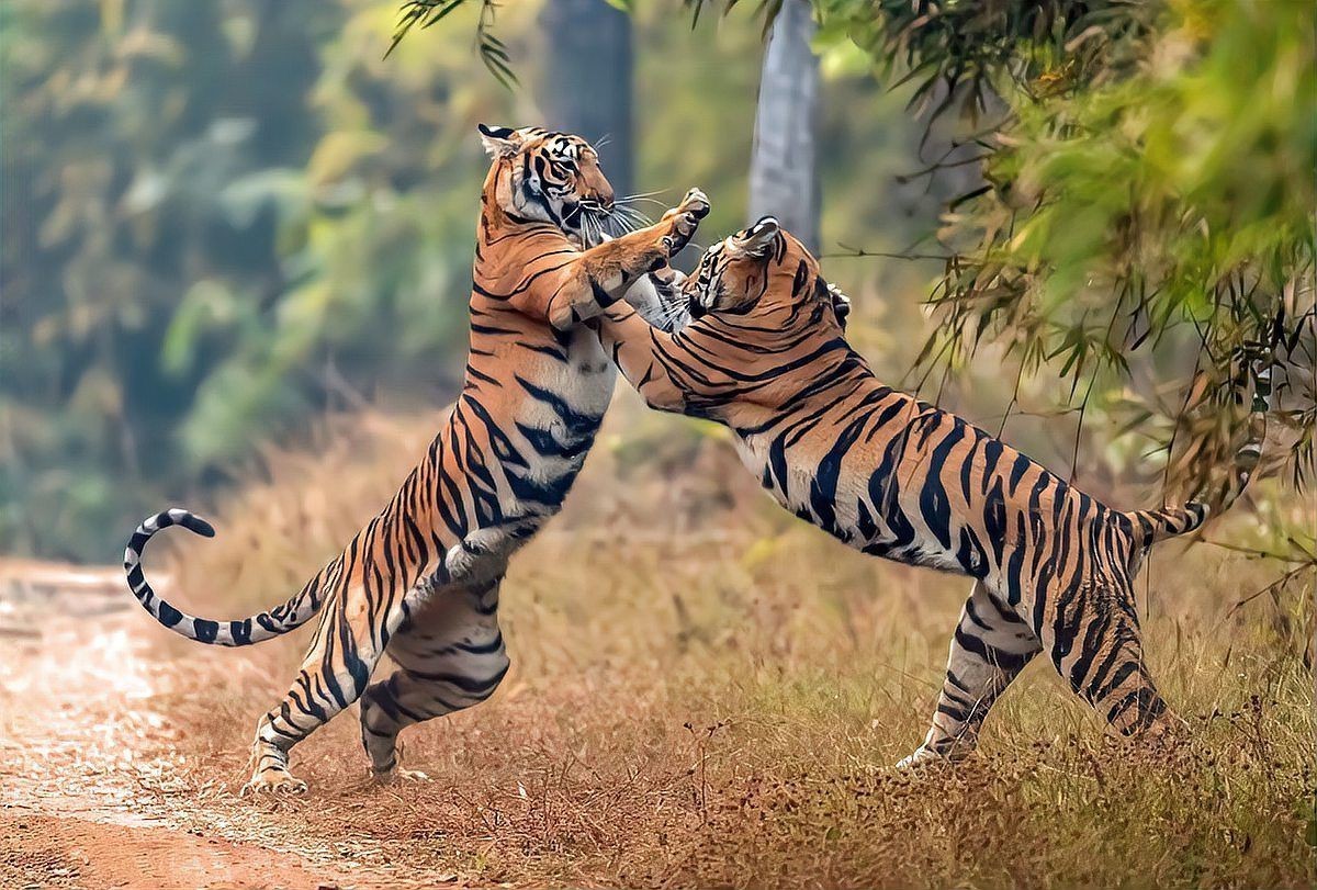 孟加拉虎跟東北虎的區別，東北虎比孟加拉虎大，為何性情卻沒有孟加拉虎兇猛大貓來了