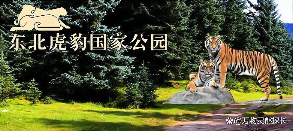 孟加拉虎跟東北虎的區別，東北虎比孟加拉虎大，為何性情卻沒有孟加拉虎兇猛大貓來了