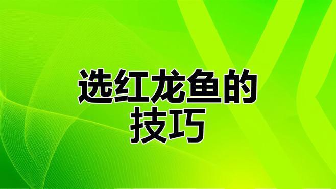 如何挑選健康的紅龍魚？，如何挑選健康印尼紅龍魚苗掌握三大關鍵點全民小視頻 如何挑選健康的紅龍魚？，如何挑選健康印尼紅龍魚苗掌握三大關鍵點全民小視頻 龍魚百科 第4張