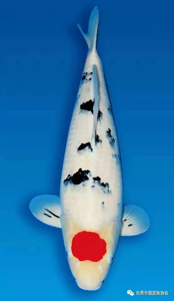 丹頂和丸頂的區別，《丹頂和丸頂的區別》