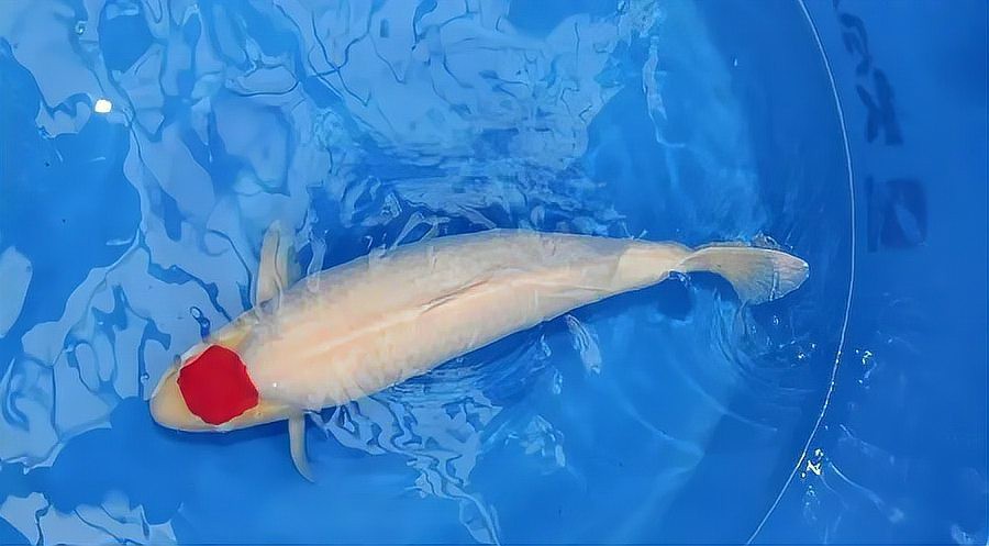 丹頂和丸頂的區別，《丹頂和丸頂的區別》