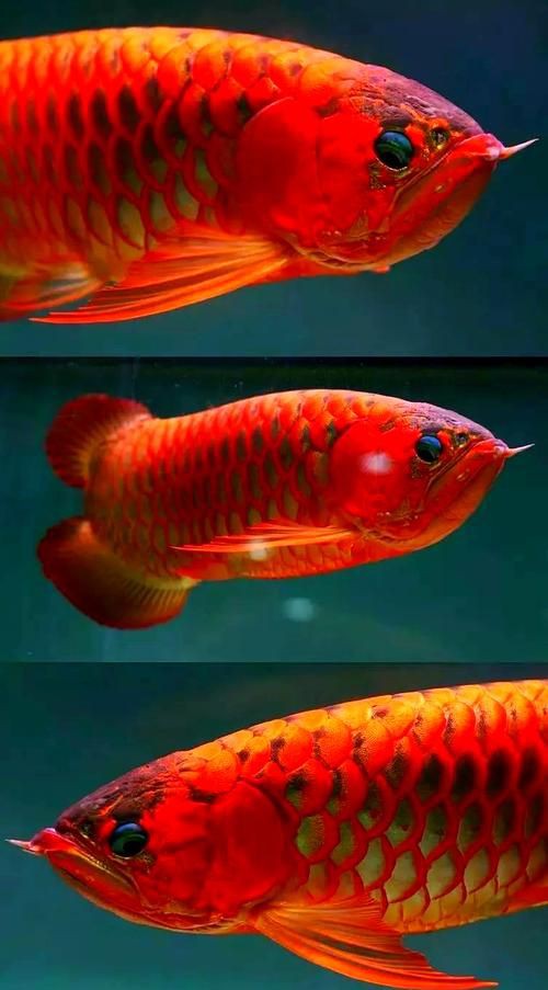 紅金龍魚壁紙高清圖片，紅金龍魚壁紙高清圖片以絢麗的色彩與靈動(dòng)的姿態(tài)成為視覺焦點(diǎn) 紅金龍魚壁紙高清圖片，紅金龍魚壁紙高清圖片以絢麗的色彩與靈動(dòng)的姿態(tài)成為視覺焦點(diǎn) 龍魚百科 第4張